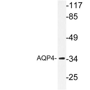 AQP4兔多抗,AQP4 Rabbit Polyclonal Antibody