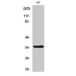AQP4兔多抗,AQP4 Rabbit Polyclonal Antibody