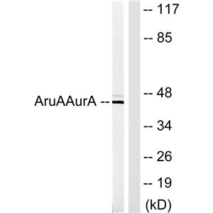 ARK-1兔多抗,ARK-1 Rabbit Polyclonal Antibody
