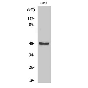 ARK-1兔多抗,ARK-1 Rabbit Polyclonal Antibody