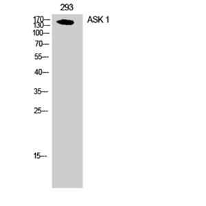 ASK 1兔多抗,ASK 1 Rabbit Polyclonal Antibody