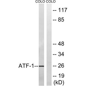 ATF-1兔多抗,ATF-1 Rabbit Polyclonal Antibody
