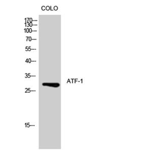 ATF-1兔多抗,ATF-1 Rabbit Polyclonal Antibody