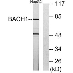 BACH1兔多抗,BACH1 Rabbit Polyclonal Antibody