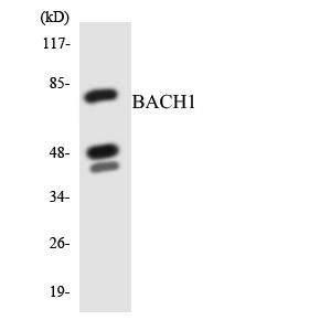 BACH1兔多抗,BACH1 Rabbit Polyclonal Antibody