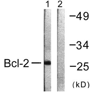 Bcl-2兔多抗,Bcl-2 Rabbit Polyclonal Antibody