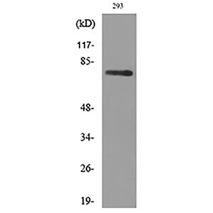 Bcl-6兔多抗,Bcl-6 Rabbit Polyclonal Antibody
