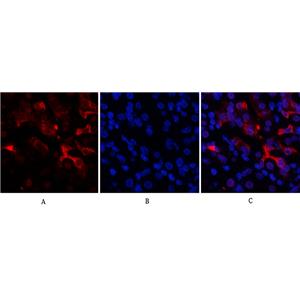 Bcl-6兔多抗,Bcl-6 Rabbit Polyclonal Antibody