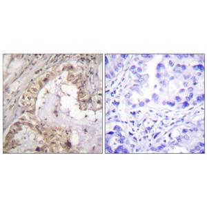 Bcl-x兔多抗,Bcl-x Rabbit Polyclonal Antibody