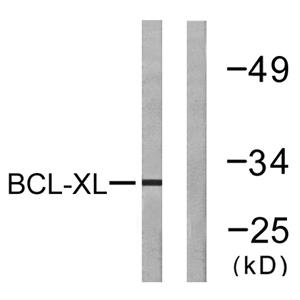 Bcl-x兔多抗,Bcl-x Rabbit Polyclonal Antibody