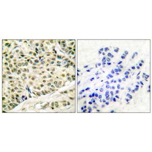 BM28兔多抗,BM28 Rabbit Polyclonal Antibody
