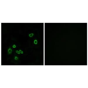 Brp44L兔多抗,Brp44L Rabbit Polyclonal Antibody