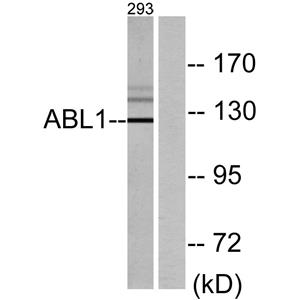 c-Abl兔多抗,c-Abl Rabbit Polyclonal Antibody