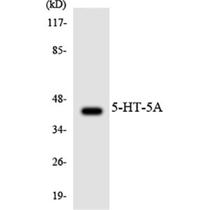 c-Abl兔多抗,c-Abl Rabbit Polyclonal Antibody