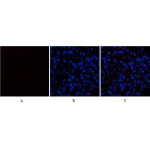 Caspase-1兔多抗,Caspase-1 Rabbit Polyclonal Antibody