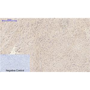 Caspase-1兔多抗,Caspase-1 Rabbit Polyclonal Antibody