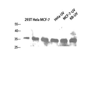 Caspase-1兔多抗,Caspase-1 Rabbit Polyclonal Antibody
