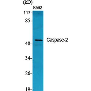 Caspase-2兔多抗,Caspase-2 Rabbit Polyclonal Antibody