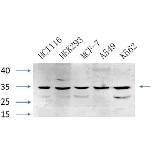 Caspase-7兔多抗,Caspase-7 Rabbit Polyclonal Antibody