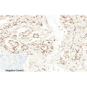 Caspase-7兔多抗,Caspase-7 Rabbit Polyclonal Antibody