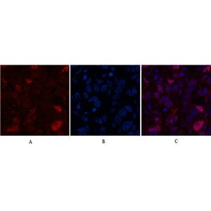 Caspase-7兔多抗,Caspase-7 Rabbit Polyclonal Antibody