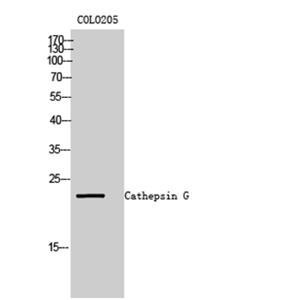 Cathepsin?G兔多抗,Cathepsin?G Rabbit Polyclonal Antibody
