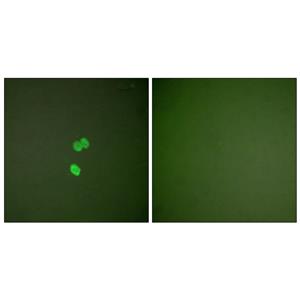 CBP 35兔多抗,CBP 35 Rabbit Polyclonal Antibody