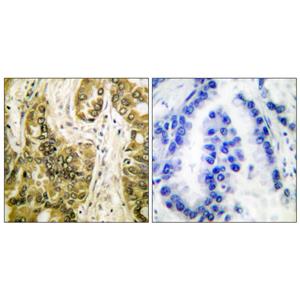 CBP 35兔多抗,CBP 35 Rabbit Polyclonal Antibody