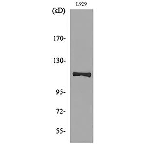CD107a兔多抗,CD107a Rabbit Polyclonal Antibody