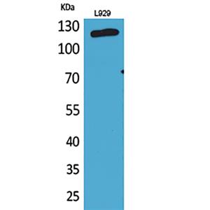 CD107a兔多抗,CD107a Rabbit Polyclonal Antibody