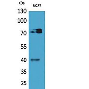 CD110兔多抗,CD110 Rabbit Polyclonal Antibody