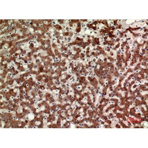 CD110兔多抗,CD110 Rabbit Polyclonal Antibody