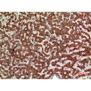 CD110兔多抗,CD110 Rabbit Polyclonal Antibody