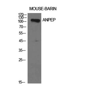 CD13兔多抗,CD13 Rabbit Polyclonal Antibody