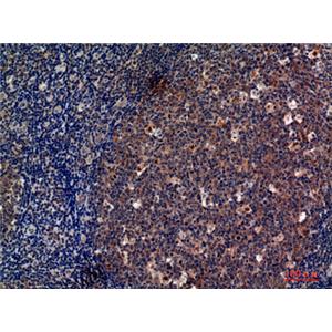 CD13兔多抗,CD13 Rabbit Polyclonal Antibody