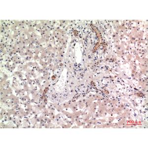 CD13兔多抗,CD13 Rabbit Polyclonal Antibody