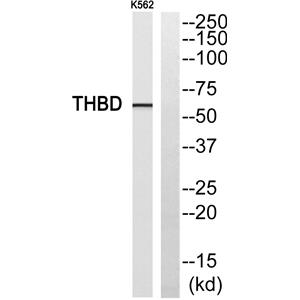CD141兔多抗,CD141 Rabbit Polyclonal Antibody