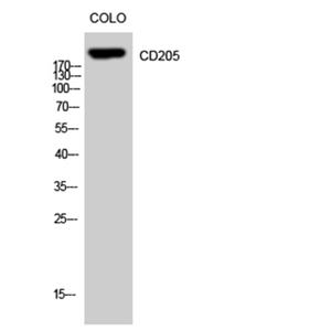 CD205兔多抗,CD205 Rabbit Polyclonal Antibody