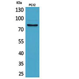 CD239兔多抗,CD239 Rabbit Polyclonal Antibody
