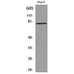 CD248兔多抗,CD248 Rabbit Polyclonal Antibody