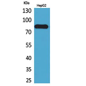 CD248兔多抗,CD248 Rabbit Polyclonal Antibody