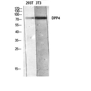 CD26兔多抗,CD26 Rabbit Polyclonal Antibody