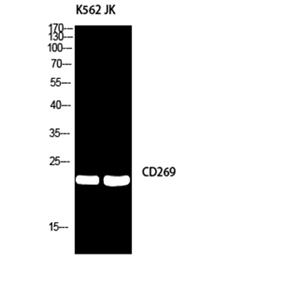 CD269兔多抗,CD269 Rabbit Polyclonal Antibody