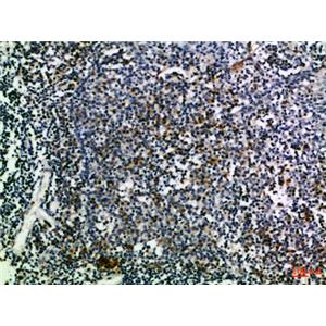 CD274兔多抗,CD274 Rabbit Polyclonal Antibody