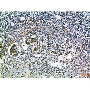 CD274兔多抗,CD274 Rabbit Polyclonal Antibody