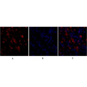 CD284兔多抗,CD284 Rabbit Polyclonal Antibody