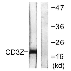 CD3 ζ兔多抗,CD3 ζ Rabbit Polyclonal Antibody
