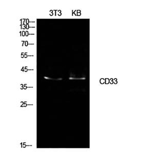 CD33兔多抗,CD33 Rabbit Polyclonal Antibody