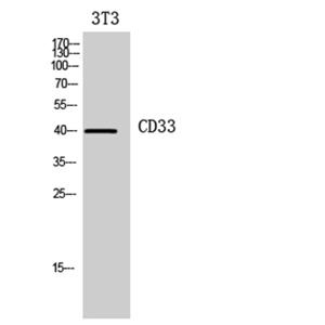 CD33兔多抗,CD33 Rabbit Polyclonal Antibody