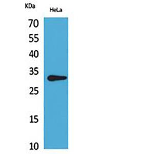 CD37兔多抗,CD37 Rabbit Polyclonal Antibody